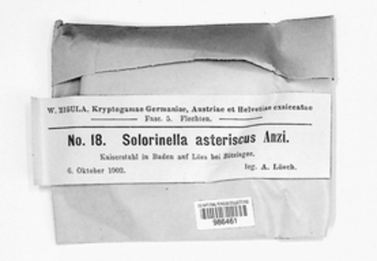 Solorinella asteriscus image